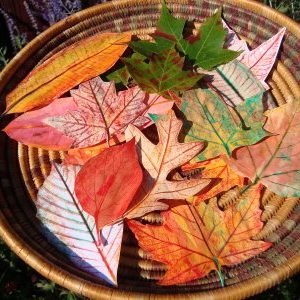 Закладки из осенних листьев