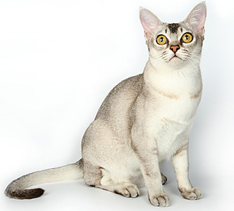 Порода кошек Бурмилла