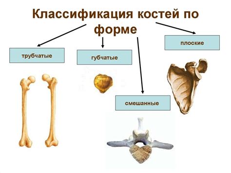 Виды и характеристики костей