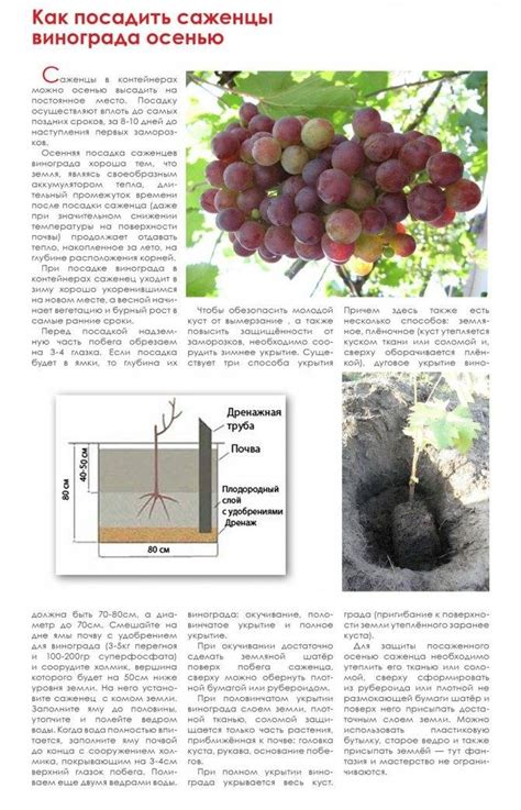 Виноград на Урале: весенний уход