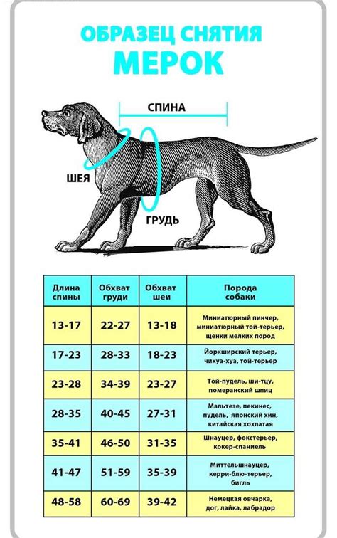 Выбор размера и модели одежды для собаки