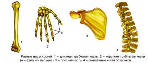 Какие бывают кости?