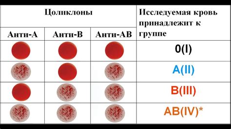 Определение группы крови циклонами и резус-фактор