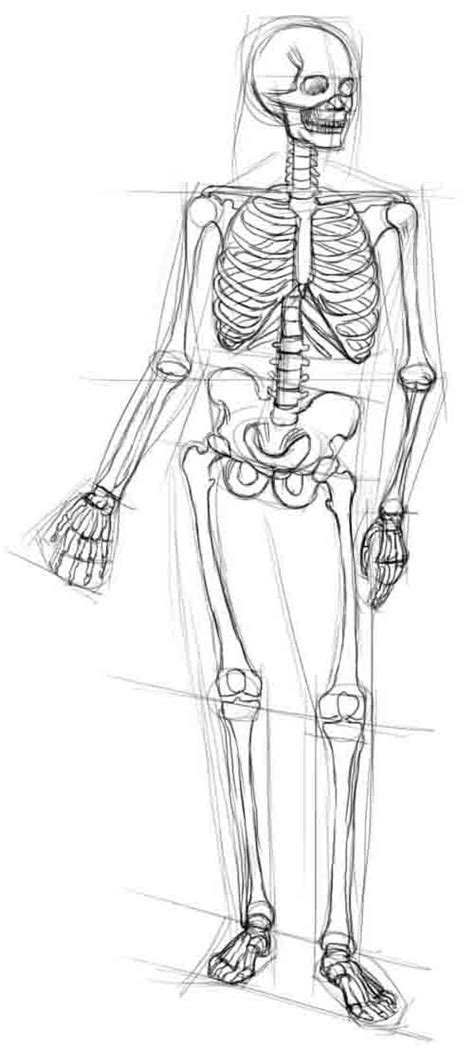 Рисуем скелет и базовую форму тела
