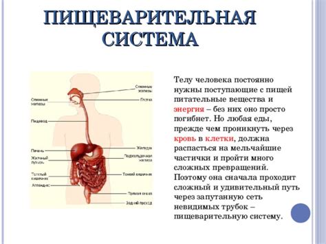 Система обеспечения пищей и медицины