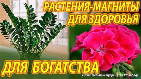  Способ 1: Поставьте растения 